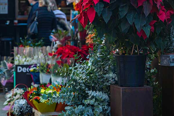 Flower stalls in Plaza de la Flores - Tourism in Murcia